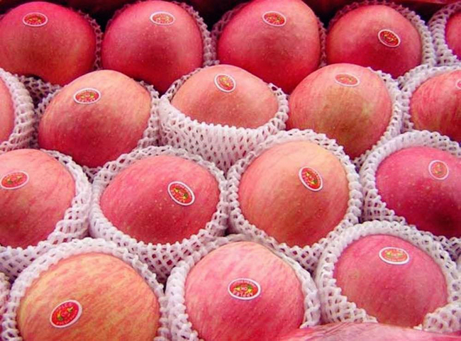 蘋果冷庫安裝 水果冷庫建造使用要點